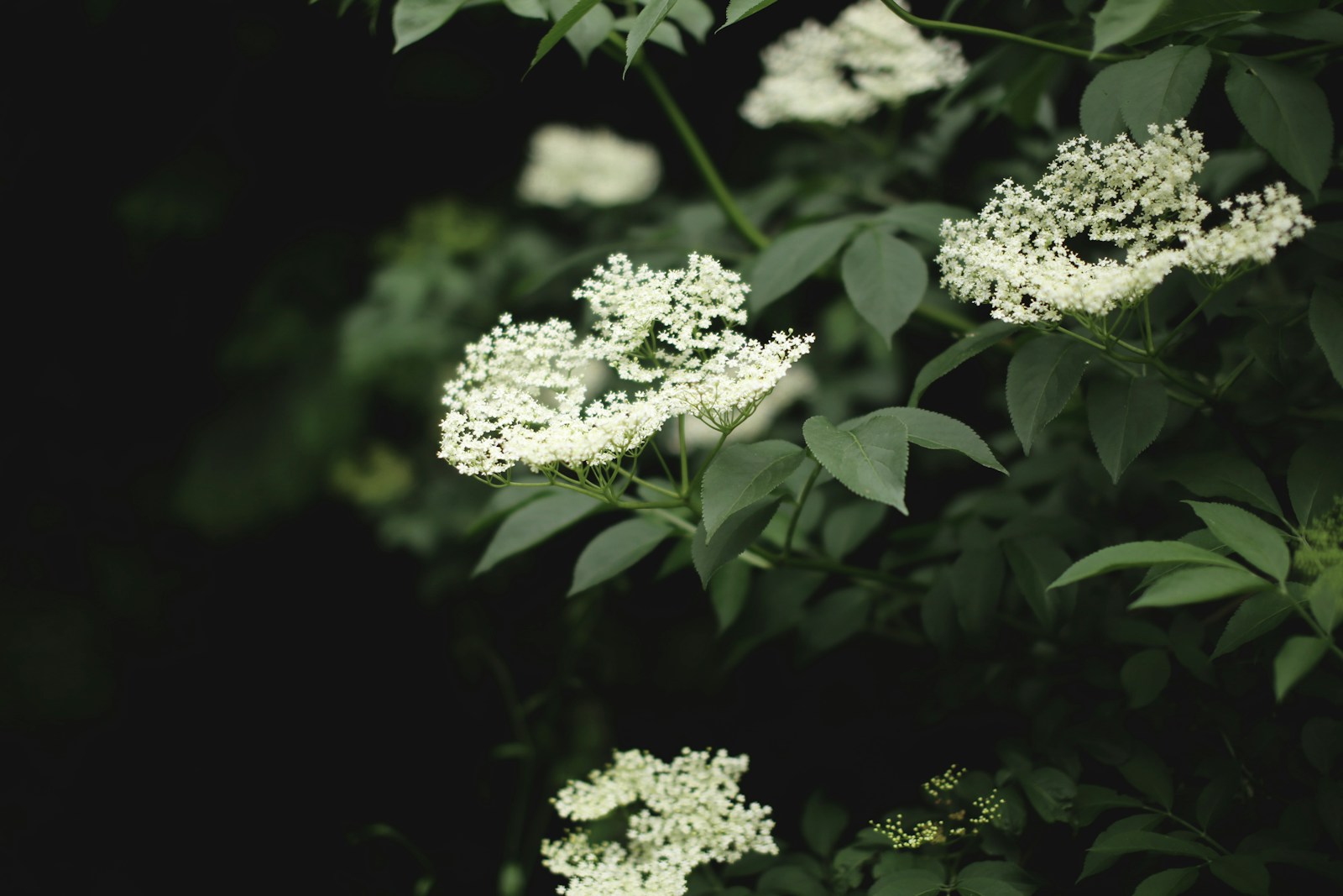 a bunch of white flowers that are in the grass