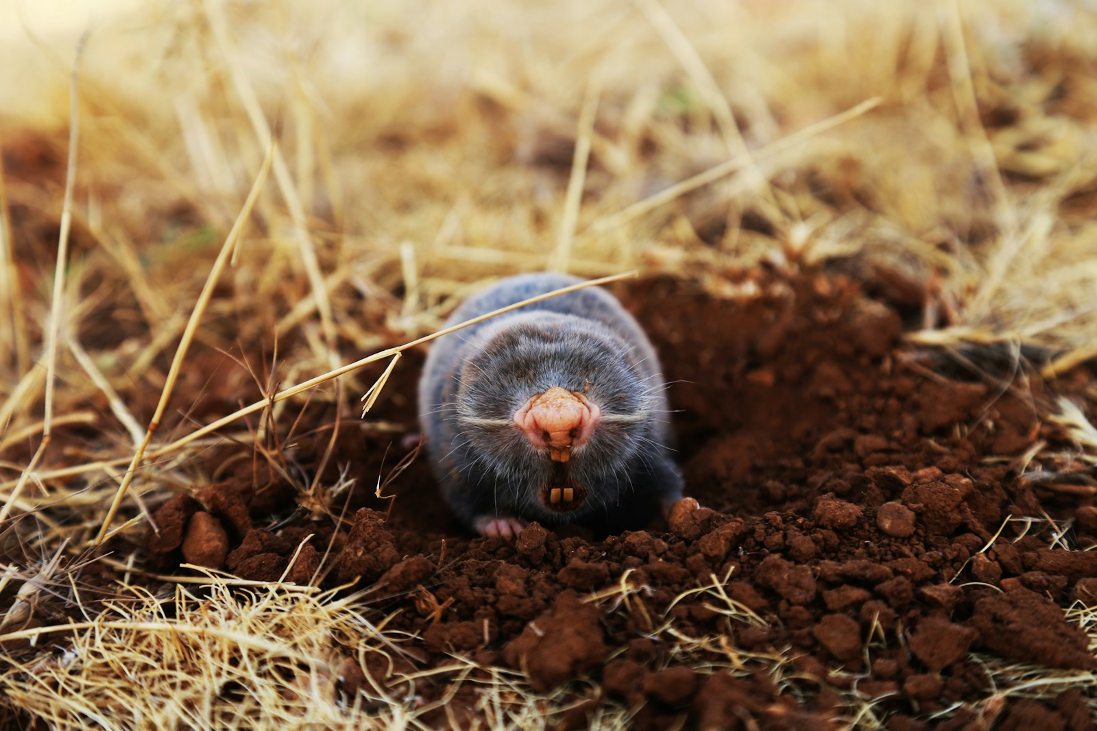 low-angle of mole on ground