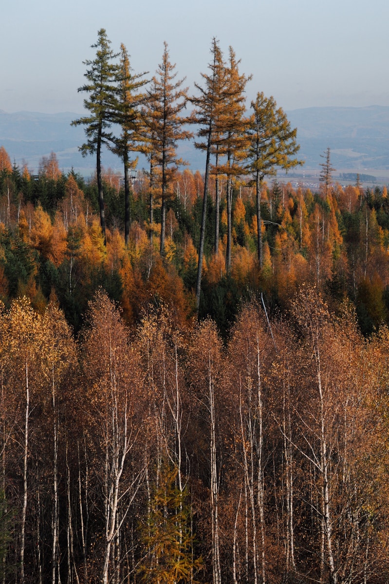 a forest of trees